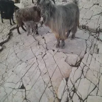 پازن|حیوانات مزرعه|میمند, |دیوار