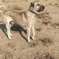 واگذاری سرابی ۳ساله همه چی به شرط