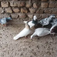 کبوتر پرشی|پرنده|فیروزه, |دیوار