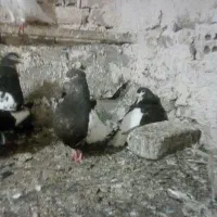 کفتر سینه،طوقی،ابلق،ساده جفتگاه