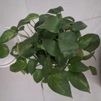 گل پتوس
