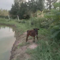 لیشه ۵ ماهه