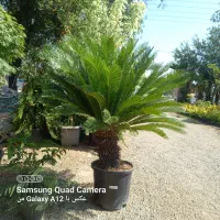 خدمات باغبانی گل کاری وهرس کاری در سرا سر تهران|خدمات باغبانی و درختکاری|تهران, نیروی هوایی (پیروزی)|دیوار
