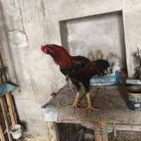 سه عدد خروس لاری|حیوانات مزرعه|نقده, |دیوار