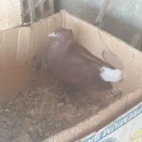 تعدادی کبوتر|پرنده|وحدتیه, |دیوار