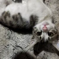 گربه نیازمند امداد