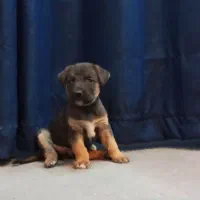 توله های ژرمن آماده تحویل