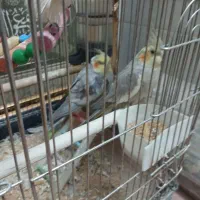 عروس هلندی سه عدد