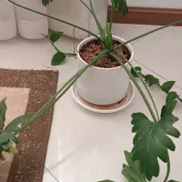 برگ انجیری های با طراوت