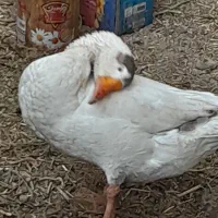 غاز ۸ ماه|پرنده|جغتای, |دیوار