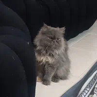 واگذاری|گربه|تهران, مولوی|دیوار