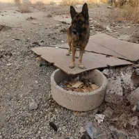 واگذاری|سگ|پاکدشت, خاتون آباد|دیوار