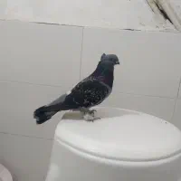 کفتر صید ۶عددنر قلدور|پرنده|مشهد, شهید قربانی|دیوار