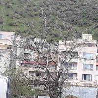 مالم گرک بو اجاره