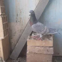 دو عدد نر طاوسی