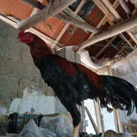 خروس لاری جوجه ۹ ماه|حیوانات مزرعه|رشت, حومه رشت|دیوار