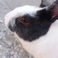 خرگوش چشم دورنگ آبی وقهوه ایی|موش و خرگوش|زاهدان, |دیوار