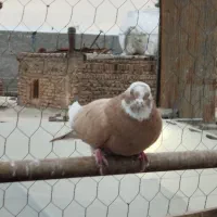 ۲کبوتر|پرنده|پاکدشت, خاتون آباد|دیوار