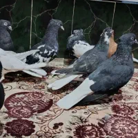 کبوتر پرنده اشعل دمسفید ورنگی|پرنده|اهواز, عین ۲|دیوار