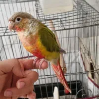 طوطی گرینچیک سخنگو
