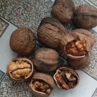 گردو‌ مغزش راحت درمیاد