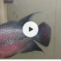 کامفا و فلاور کامفا