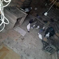 کبوتر|پرنده|گمیشان, |دیوار