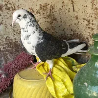 کفتر نر