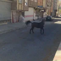 اسب و کره اسب|اسب و تجهیزات اسب‌سواری|باسمنج, |دیوار