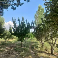 باغ|فروش خانه و ویلا|قره پشتلو, |دیوار