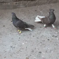 کبوتر|پرنده|سوسنگرد, |دیوار