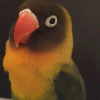 طوطی  برزیلی ماده