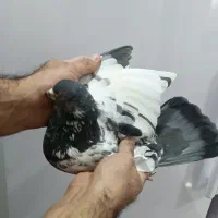 کفتر پاکستانی|پرنده|کوهدشت, |دیوار