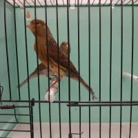 قناری سرخ سوخته|پرنده|رودهن, |دیوار