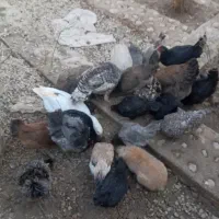 فروش مرغ و خروس و بوقلمون و غاز|حیوانات مزرعه|شیراز, شاپورجان|دیوار