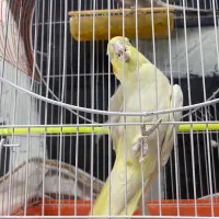 جفت عروس هلندی