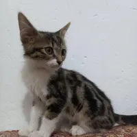 بچه گربه