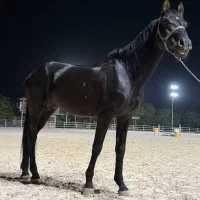 ترکمن خالص مشکی یکدست|اسب و تجهیزات اسبسواری|کرج, حصارک بالا|دیوار