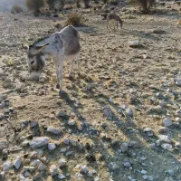 الاغ خر|حیوانات مزرعه|شیراز, کیان آباد|دیوار