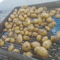 سیب زمینی بذری و خوارک|خوردنی و آشامیدنی|باغ حلی, |دیوار