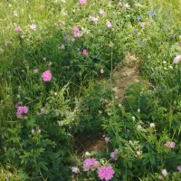 باغ-1000متر-اب-از-متور-خانه-نیم-ساعت-سند-مشاعی