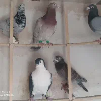 کفتر سارگم کردم