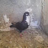 کبوتر کراواتی سیاه ماده