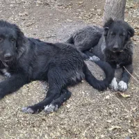 گم شده|سگ|فریدونشهر, |دیوار