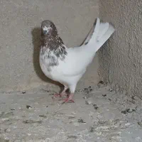 کبوتر قناری سهره عروس هلندی