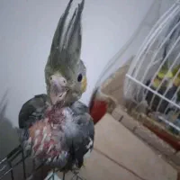 جوجه عروس هلند