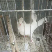 جوجه کفتر کاکلی