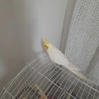 عروس هلندی نر|پرنده|رشت, گیل|دیوار