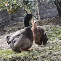 اردک روئن وارداتی درجه یک|حیوانات مزرعه|قائمشهر, |دیوار