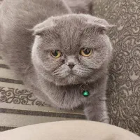 گربه اسکاتیش فولد ماده